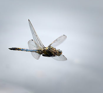 dragonfly, insect, close Up, entomology, wings, fauna, macro, animal, nature