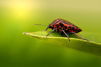 έντομο, ασπίδα σφάλματος, graphosoma lineatum, άγρια ​​ζωή, macro, φύση, εντομολογία, ασπίδα, ριγέ, το κόκκινο, πετώ