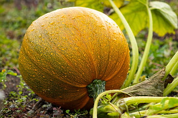 kurpitsa, puutarha, squash, vihannes, ruoka, kasvi, sato, luonto, oranssi, pudota, syksy