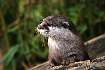 otter, black and white animal, gray trunk, daytime, cute otter, close-up, natural habitat, whiskers, wildlife, nature, animal photography
