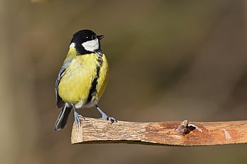 great Tit, feed, winter, cold, nature