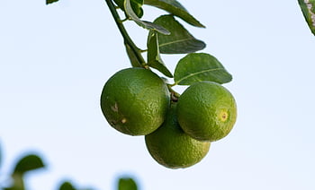 grapefruit, ovoce, citrusové ovoce, vitamíny, výživa, čerstvý, citrus, kyselý, vitamín, zdravý, vitamín C