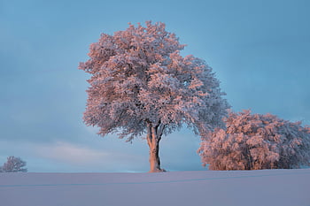 winter scene, snow-covered tree, blue sky, peaceful landscape, frosty branches, winter landscape, snowy tree, winter day, serene winter, pinkish snow, winter tranquility