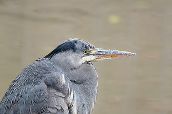 grey Heron, heron, bird, animal, feathers, plumage, beak, nature, wildlife, raptors, bird Watching