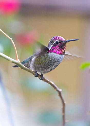 purple hummingbird, close-up shot, perched on twig, colorful hummingbird, blurred background, twig, bird, nature, wildlife, outdoor, photography