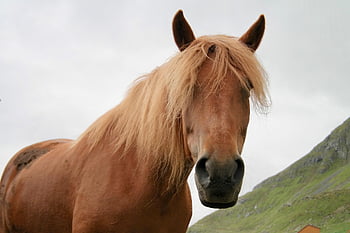 kůň, liška, portrét, hříva, hnědý, hora, zvíře, jízda na koni, reiterhof, savec, louka koně