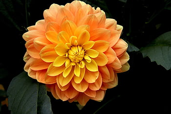jiřina, oranžová dahlia, oranžová květina, květ, zahrada, botanika, Příroda, flóra, podzim