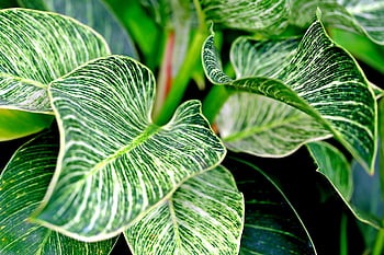leaves, plant, nature, stripped Pattern, philodendron
