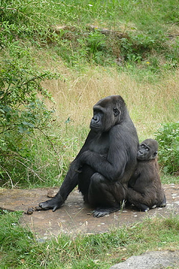 lowland Gorilla, gorilla Gorilla Gorilla, great Ape, primate, central Africa, tropical Rainforest, fauna, nature, mother, young