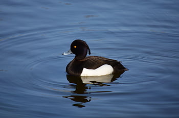 anatra tufted, anatra, lago, aythya fuligula, anatra maschio, Anatra tufted maschio, anatra in bianco e nero, uccello, uccelli acquatici, uccello acquatico, animale