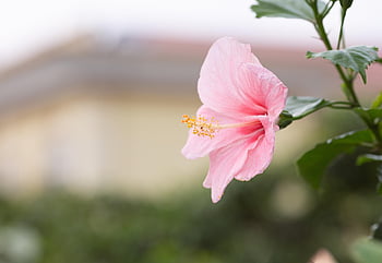 hibiscus, hibiscus Flower, flower, beautiful Flowers, flower Background, hawaii, flower Wallpaper, mallow, nature, malvaceae, hibiskusblüte