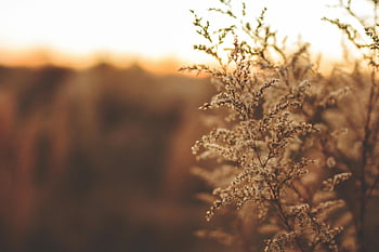 Wild Reed, gylden time, åbent felt, Detaljeret nærbillede, hvid plante, naturlandskab, udendørs fotografering, solnedgang scene, naturfotografering, feltvegetation, Reed plante
