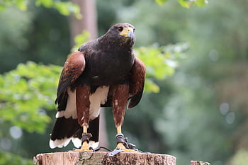 harris jestřáb, parabuteo unicinctus, dravý pták, raptor, sokolnictví, účtovat, dravec, peří, lov