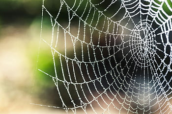 spider web, selective focus, macro photography, dewdrops, nature's design, outdoors, intricate web, close-up shot, natural beauty, web details, morning dew