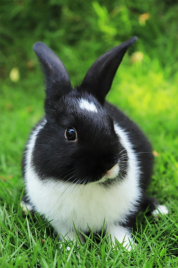 black and white rabbit, green grass, fluffy fur, alert ears, cute bunny, vibrant grass, outdoor scene, animal photography, nature background, pet rabbit, garden setting