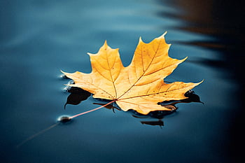 Ahorn, Blatt, schwimmend, isoliert, Wasser, See, Teich, Natur, draußen, fallen, Herbst