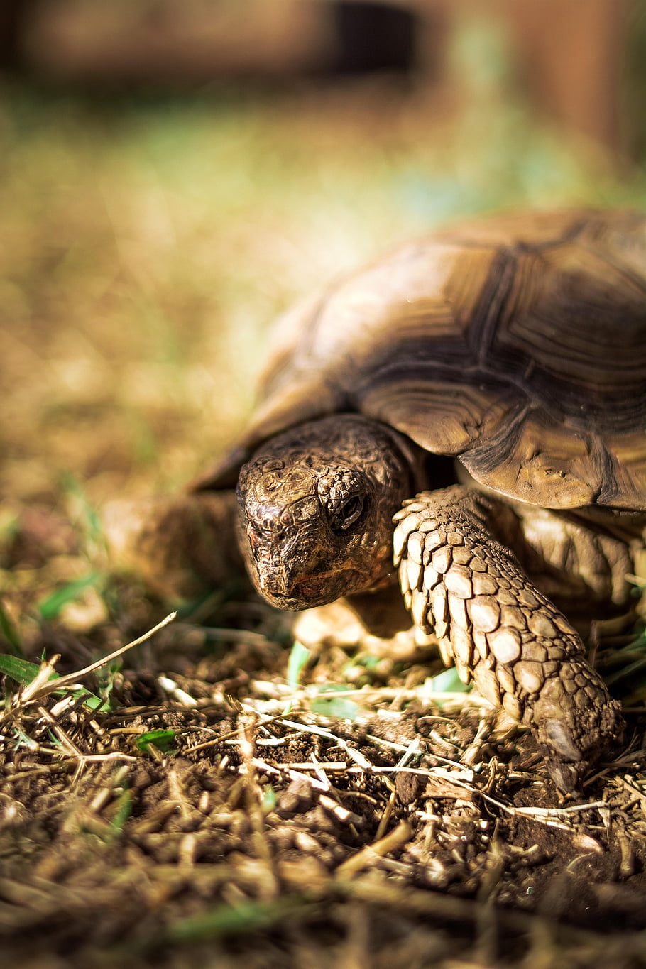 tortoise, reptile, animal, chaco Tortoise, argentine Tortoise, patagonian Tortoise, southern Wood Tortoise, fauna, nature