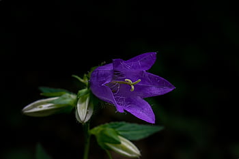 flower, petals, stem, plants, buds, flower Background, nature, bloom, flora, botany, dainty