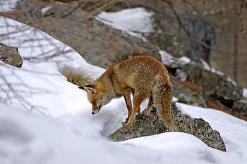 Volpe rossa, mammifero, predatore, carnivoro, natura, animale, selvaggio, abile, a caccia, la neve, montagna