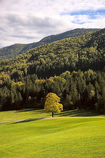 outono, árvore, montanha, panorama, floresta, rural, Fazenda, Áustria, Alpes, alpino, campo
