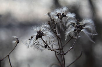 forest, winter, mood, mystic, autumn, nature, sadness, seeds, dandelion
