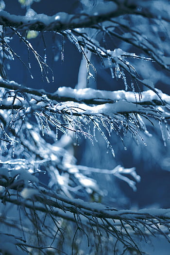 Příroda, rampouchy, sníh, zimní, sezóna, zasněžené větve, zmrazené přírody, zimní krajina, ledové stromy, zimní scenérie, Snow-pokryté větve