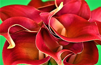 calla lily, lilie, calla, květ, Příroda, rostlina, flóra, květinový, botanika, list, okvětní lístek