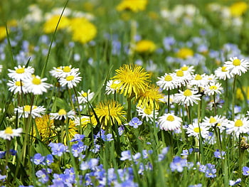 weide, weide bloemen, bloesems, bloeien, bloemenweide, paardebloem, de lente, zomer, gras, bevruchten, bescherming van soorten