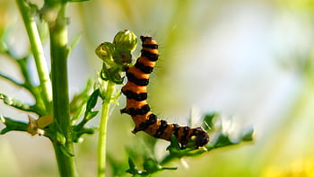 caterpillar, larva, animal, plant, wildlife, closeup, nature