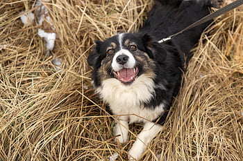 Hund, Haustier, Natur, Annahme, Rettung, süß, Tier, Prieglauda, Mažas Draugas, suo, Šuo Iš Prieglaudos
