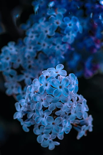 blå hortensia blomster, nærbillede skudt, levende blå, sarte kronblade, sløret baggrund, blomsterfotografi, naturfotografering, blå blomster, Hydrangea blomstrer, haven blomster, makrofotografering
