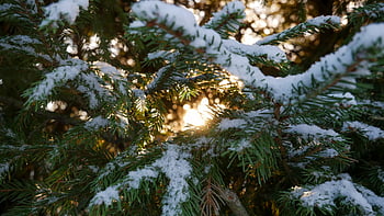 snow, branches, winter, tree, nature, trees, forest, pine, spruce, fir, frost