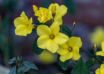 yellow Flowers, flowers, spring, bloom, blossom, nature, flora, garden, plant, floral, yellow