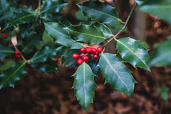 holly, ilex, berries, leaves, foliage, red Berries, christmas, evergreen, plants, flora, nature