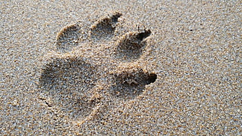 huella de perro, สนามกีฬา, Playa