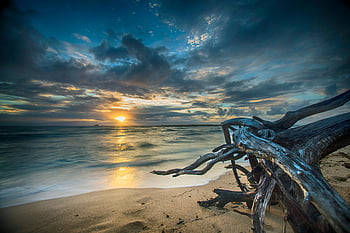 brown driftwood, sandy beach, sunrise, ocean, tranquil scene, nature's beauty, coastal landscape, beach photography, sunset, driftwood art, natural scenery