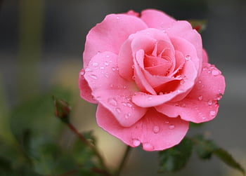 Rose, pinke Rose, Blume, Blumen Hintergrund, schöne Blumen, Tau, Natur, Blumentapete, romantisch, blühen, Garten