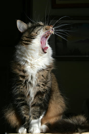 cat yawning, fluffy tabby cat, whiskers, fangs, sunlight indoors, close-up photo, cat mouth open, cat teeth, cat expression, indoor cat photo, tabby cat details