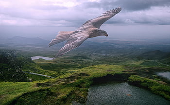 bird, eagle, ornithology, species, animal, flying, sky, photomanipulation, sea, lake, high