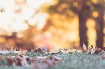 fall, autumn, bokeh, background, wallpaper, ground, nature, outdoors, trees, season, sunlight