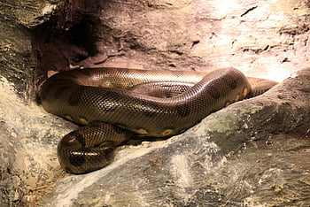 snake, gad, animals, nature, venomous, terrarium, dangerous