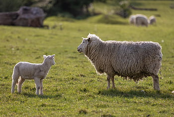 sheep, lamb, farm, pasture, livestock, field, nature, cute, rural, grass, flock