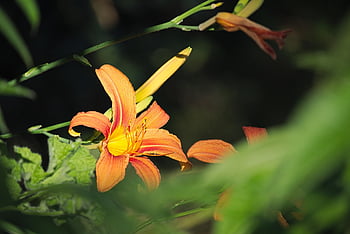 plant, flowering, nature, landscapes, flora, petals