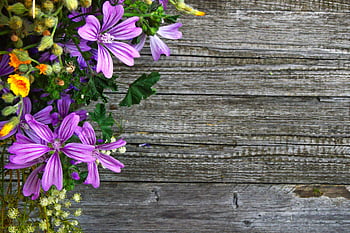 fioletowe kwiaty płatków, żywe purpurowe kwiaty, Rustykalna drewniana powierzchnia, naturalne piękno, tekstura, układ kwiatowy, fioletowe kwiaty, bukiet dzikich kwiatów, rustykalne tło, drewniana tekstura
