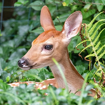 deer, fawn, whitetail, white-tailed Deer, while-tailed, virginia Deer, nature, animal, saint Charles, missouri, outdoors