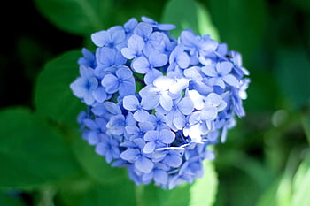 hydrangeas, flowers, blue Hydrangeas, petals, blossom, bloom, flora, plant, natural, close Up
