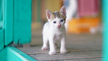 beyaz yavru kedi, Mavi gözlü, tabby yavru kedi, kapalı fotoğraf, ahşap zemin, büyüleyici kedi yavrusu, sevimli kedi, genç kedi, evcil hayvan fotoğrafçılığı, hayvan fotoğrafı, kapalı alanda yaşayan kedi yavrusu