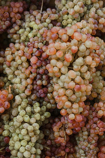 fresh grapes, close-up shot, organic grapes, various colors, natural beauty, grape clusters, fruit photography, healthy food, close-up photography, grape varieties, organic produce