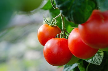 Tomaten, frisch, Buchse, Gemüse, gesund, Ernte