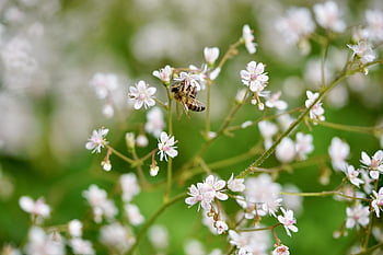 méh, háziméh, rovarok, szárny, virágzik, virágzás, nektár, természet, pollen, bezár, makró